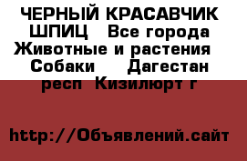 ЧЕРНЫЙ КРАСАВЧИК ШПИЦ - Все города Животные и растения » Собаки   . Дагестан респ.,Кизилюрт г.